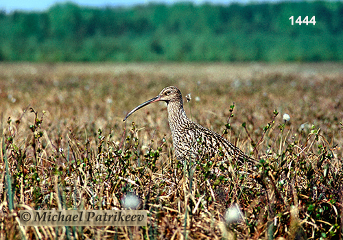 Eurasian Curlew (Numenius arquata)